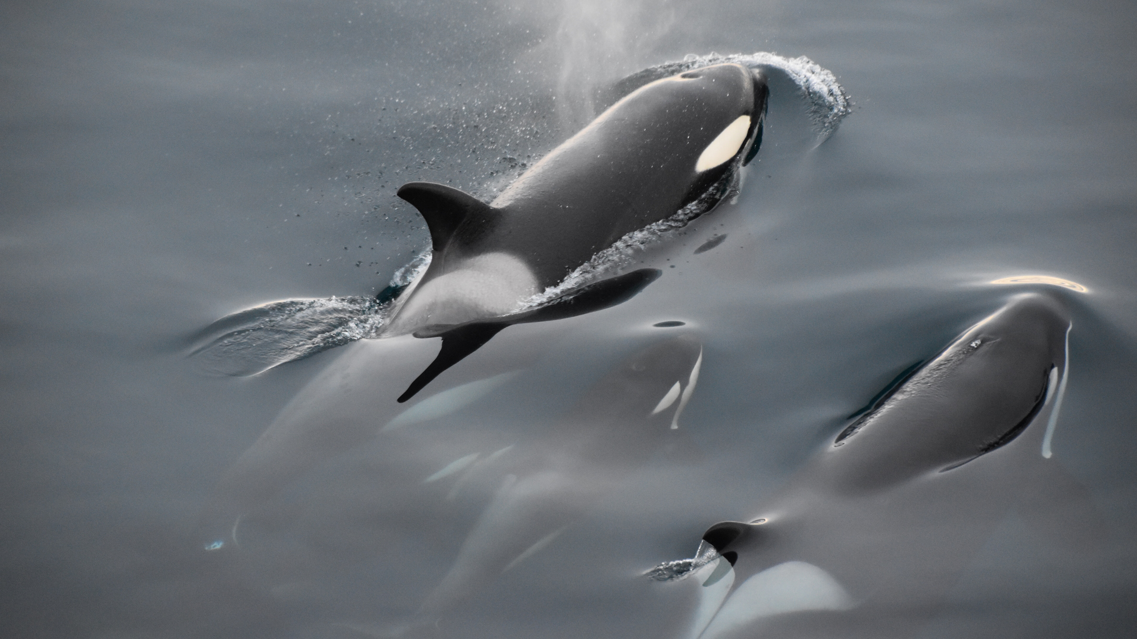 虎鲸(Orcinus orca)张开嘴等待鱼照片摄影图片_ID:168214270-Veer图库