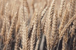 Ripe wheat HD picture material wallpaper