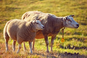 Sheep on the mountain pictures desktop wallpaper