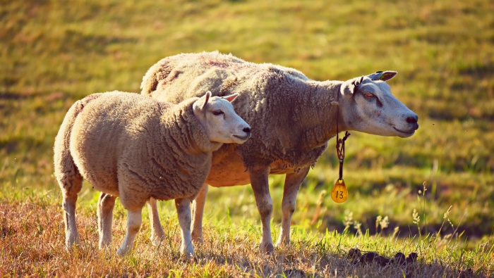 Sheep on the mountain pictures desktop wallpaper