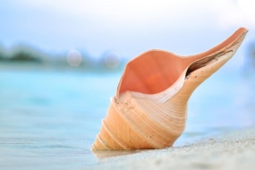 沙滩上贝壳与海螺风景桌面壁纸