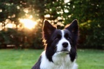 border collie pictures