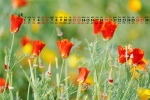 June 2021 Flowers and Plants Desktop Calendar Wallpaper