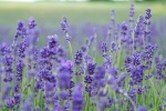 HD lavender pictures desktop wallpaper