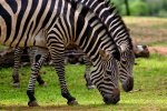 wild zebra pictures