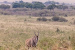 Pictures of big forest antelope