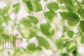 March 2022 small fresh flowers calendar wallpaper