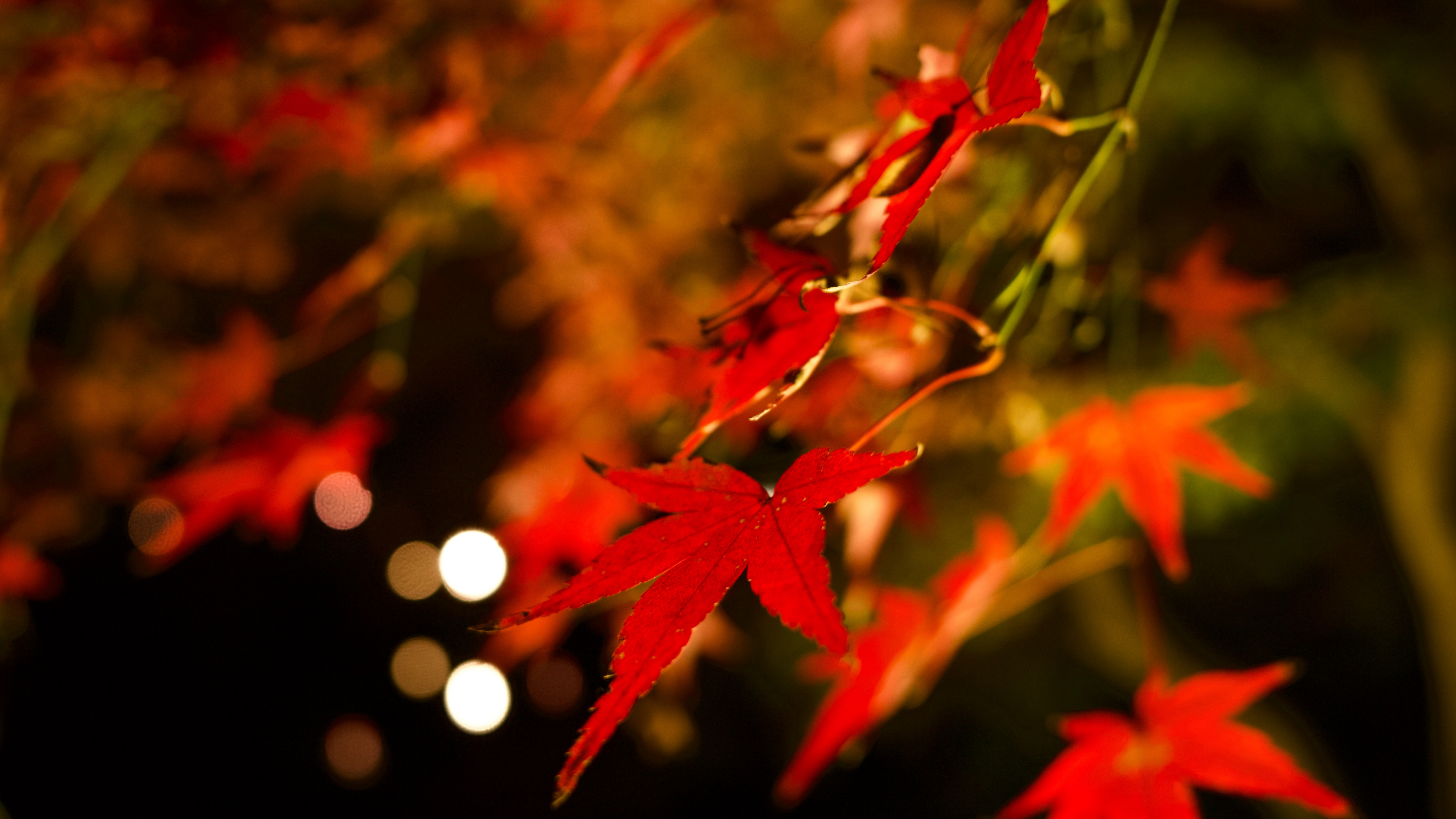秋天红色枫叶图片桌面壁纸