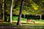 Cute red deer pictures