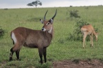 Waterbuck material picture desktop wallpaper
