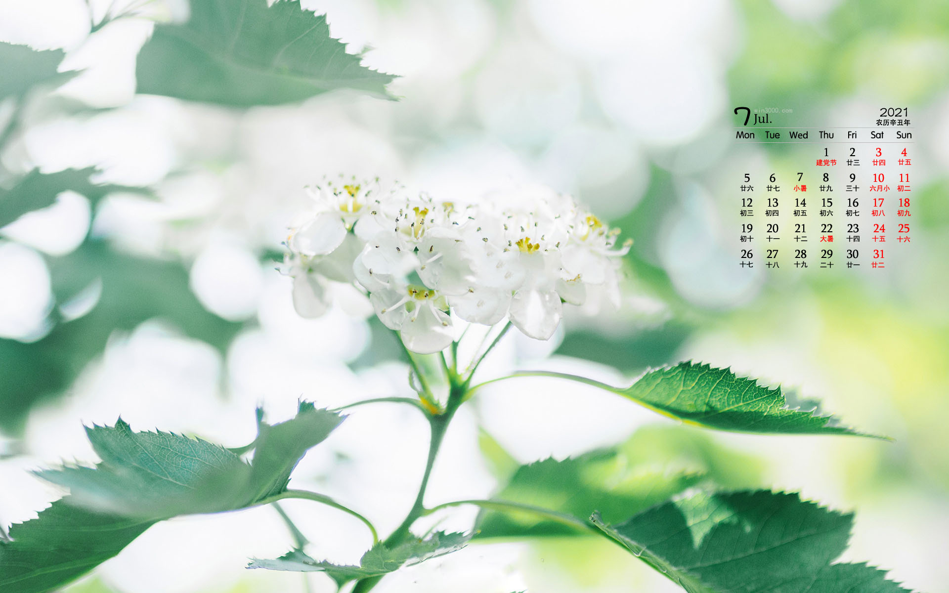 2021年7月小清新绿色花卉桌面日历壁纸