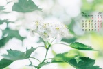 July 2021 small fresh green floral desktop calendar wallpaper