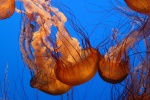 Transparent jellyfish picture desktop wallpaper