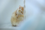 Thousand Island Bobtail Cat Pictures