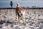 Japanese Akita dog pictures desktop wallpaper