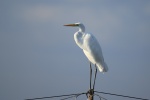 Great egret with snow-white feathers picture wallpaper