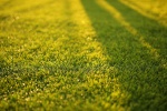 HD green grass natural scenery wallpaper