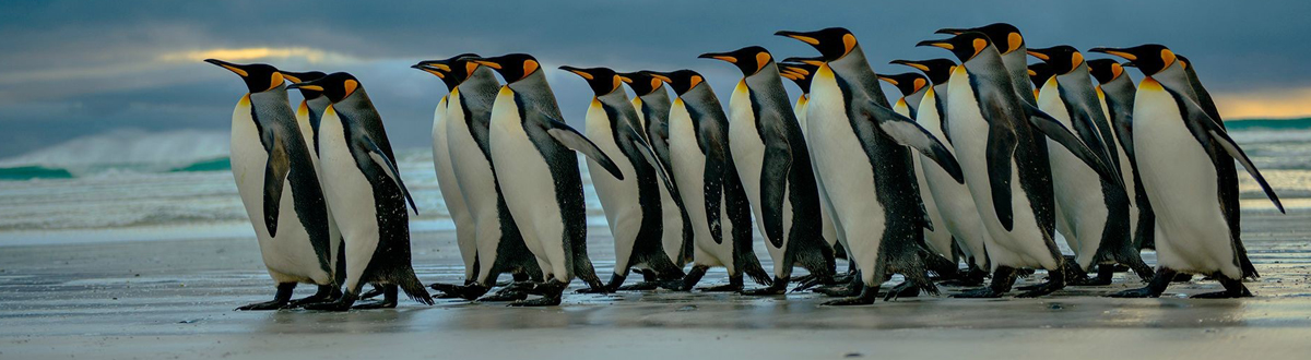 Complete collection of animal pictures