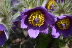 HD Wildflower Pulsatilla Pictures Desktop Wallpaper