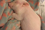 Collection of cute pig related emoticons