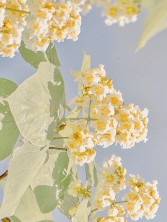 Forbidden City spring small fresh mobile wallpaper