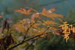Double Ninth Festival Maple Leaf Autumn Picture Wallpaper