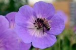 Geranium picture desktop wallpaper
