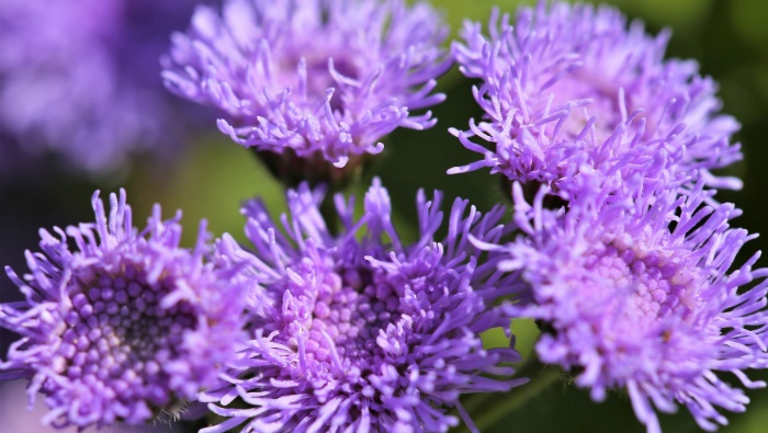 Flowering Patchouli Thistle Pictures Desktop Wallpaper