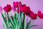 tulip bouquet pictures desktop wallpaper