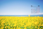 2022年4月护眼油菜花桌面日历壁纸