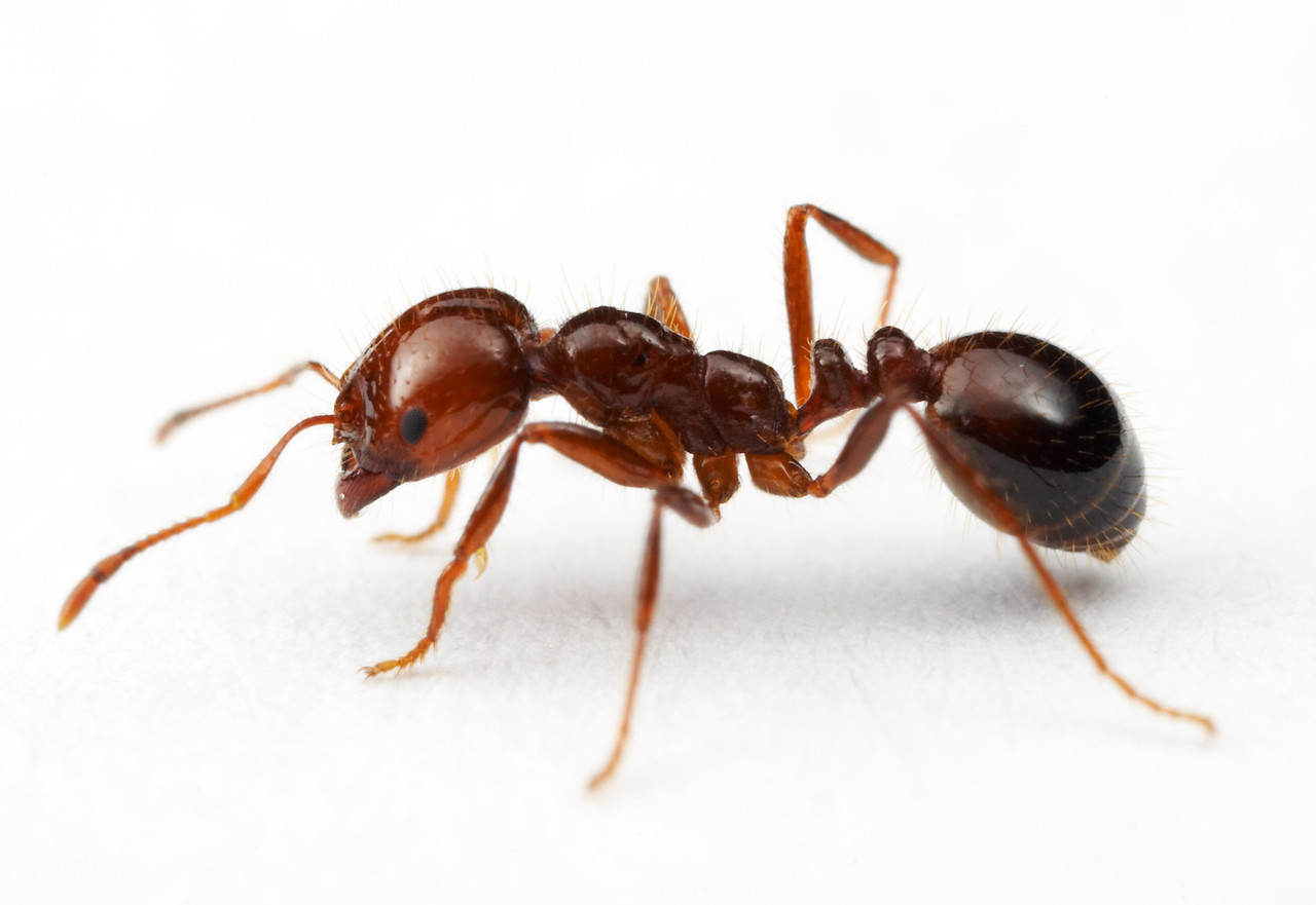 入侵生物红火蚁图片
