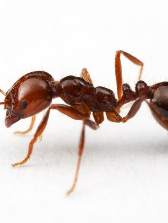 Invasive organism red imported fire ant pictures