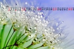 May 2022 Dandelion Desktop Calendar Wallpaper