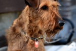 Irish Terrier Pictures