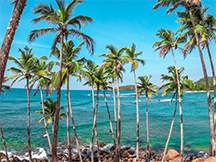 夏日海边椰子树