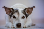 Jack Russell Terrier Pictures