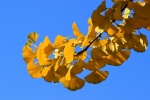 Beautiful ginkgo leaves pictures desktop wallpaper