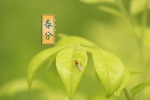 高清24节气春分图片桌面壁纸