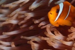 Beautiful underwater world pictures desktop wallpaper