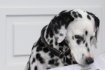 Dalmatian dog pictures