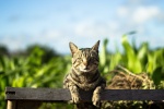 Outdoor wildcat photography pictures desktop wallpaper