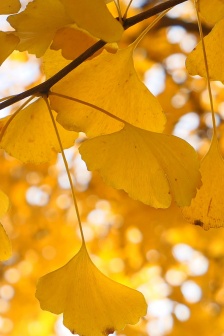 Beautiful ginkgo leaf mobile wallpaper pictures