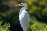 egret pictures birds egret pictures