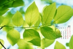Eye-protecting green leaves HD calendar wallpaper for April 2022