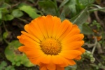 Orange marigold pictures