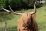 Long haired Scottish cow pictures