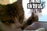 Cat version of Henan wisdom teeth removal emoticon pack