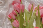 Super romantic and beautiful tulip background picture