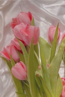 超浪漫的又很唯美的鬱金香背景圖