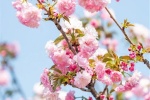 Beautiful and beautiful cherry blossom pictures